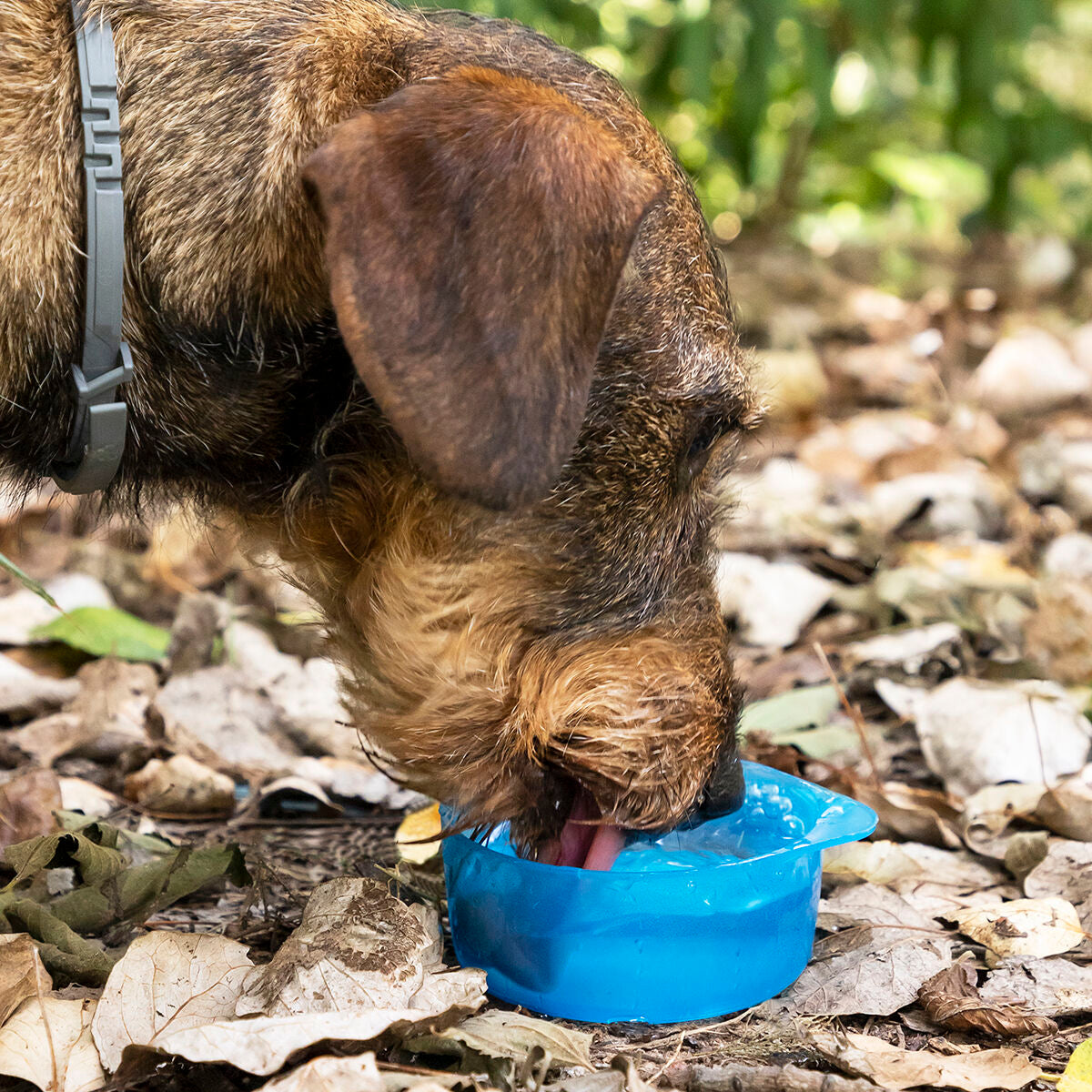2-in-1 Flasche mit Futter- und Wasserschale - Twistify